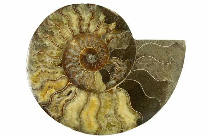 Cut & Polished Ammonite Fossil (Half) - Madagascar #317859